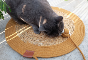 fun sleeping pad for both cats and dogs