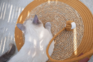 fun sleeping pad for both cats and dogs