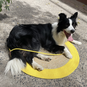 fun sleeping pad for both cats and dogs